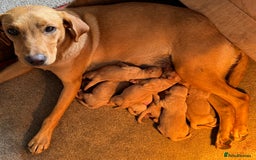 Labrador Retriever dogs for sale: Fox red Labrador puppies - Image 4