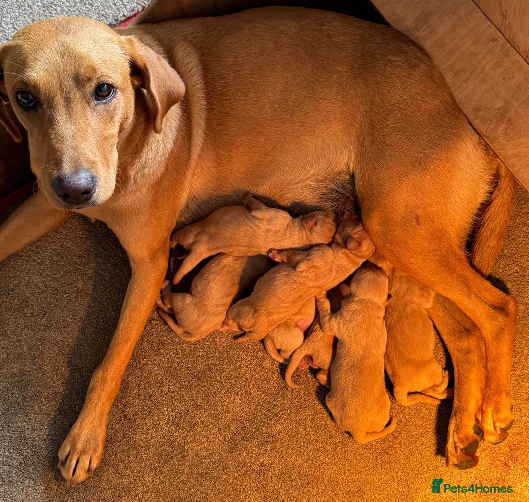 Labrador Retriever dogs for sale: Fox red Labrador puppies - Image 4