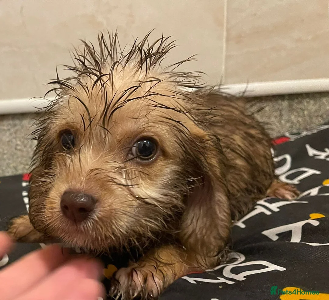 Doxiepoo dogs for sale: Doxiepoos ready for their new forever homes!!! - Advert 6