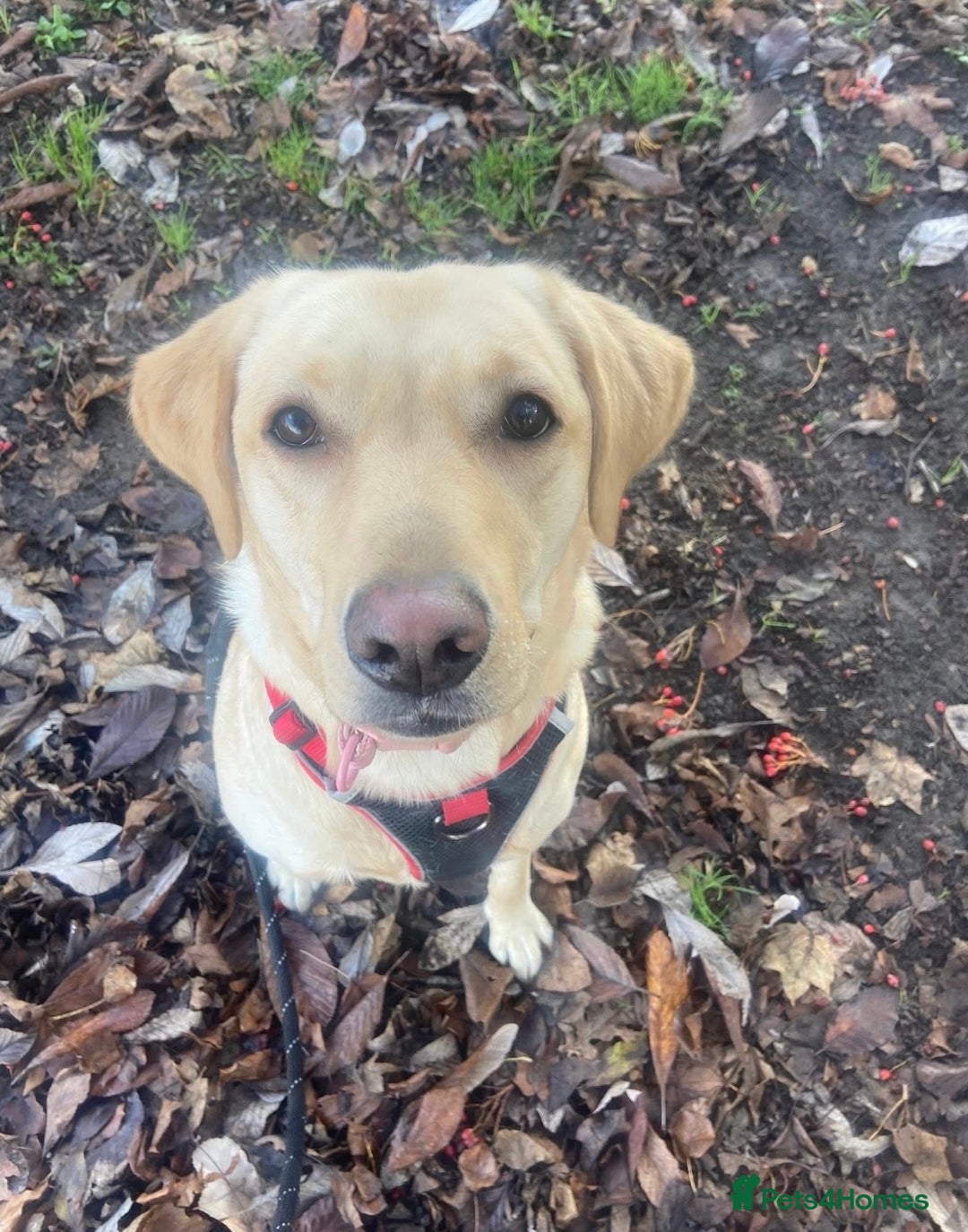 Labrador Retriever dogs for sale: 1 Year Old Female Yellow Labrador  - Advert 2