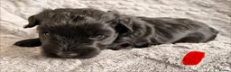 Miniature Schnauzer dogs for sale: Chunky, stunning litter of miniature schnauzers  - Advert 12