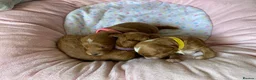 Maltipoo dogs for sale: DNA health tested maltipoo puppies  - Advert 3