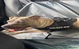 American Bull Staffy dogs for sale: 1 year 4months old - Image 2