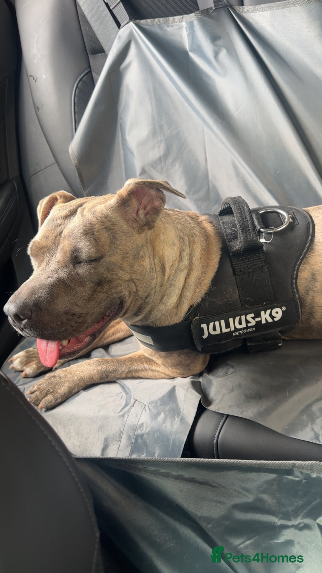 American Bull Staffy dogs for sale: 1 year 4months old - Image 2