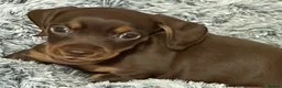 Miniature Dachshund dogs for sale: Stunning Mini Dachshund Boys 💙 - Advert 9