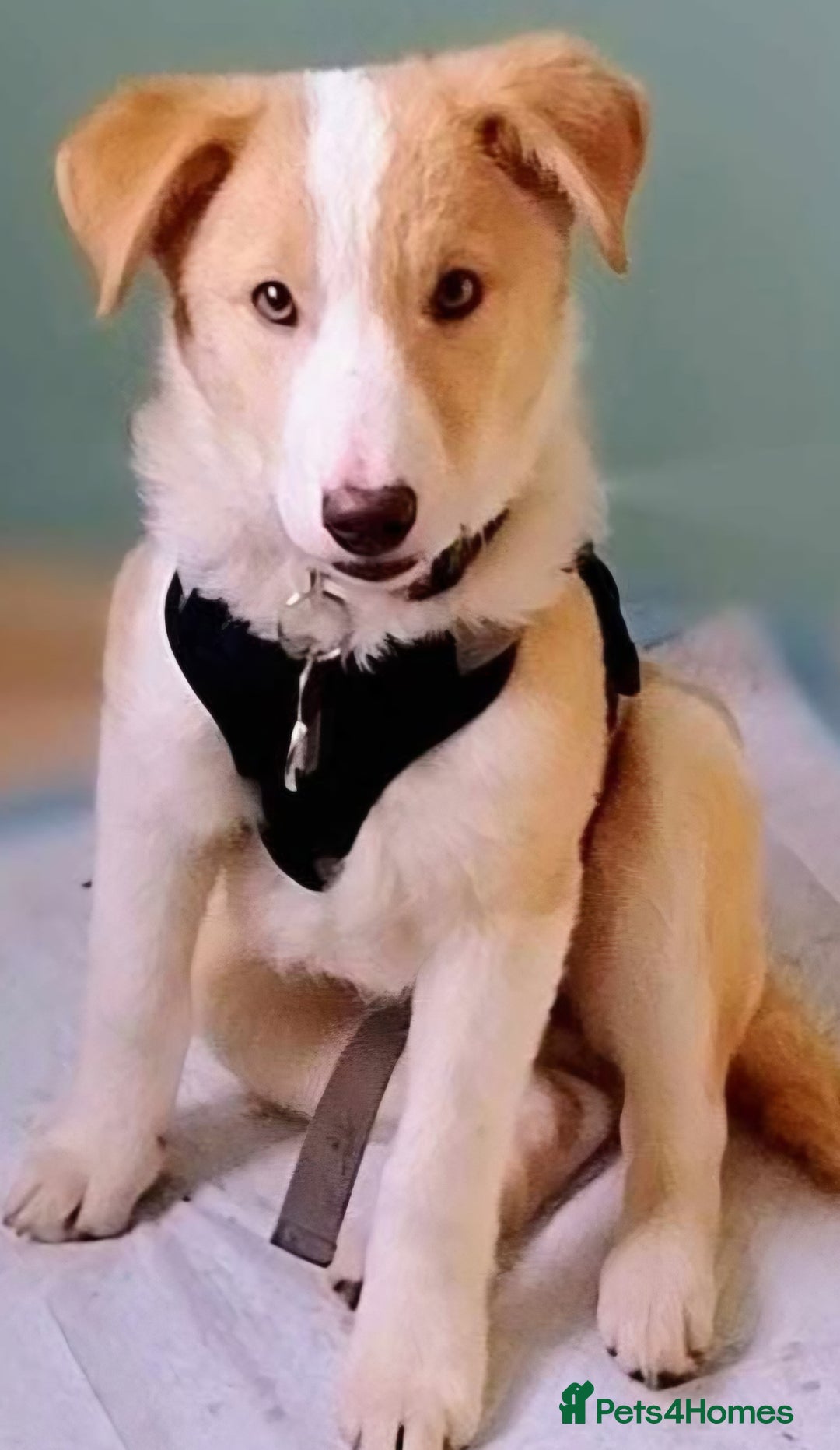 Mixed Breed dogs for sale: 🍯 HONEY 🍯IS LOOKING FOR A FOREVER HOME - Advert 4