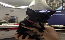 Chihuahua dogs for sale: Tiny black female chihuahua  - Image 1