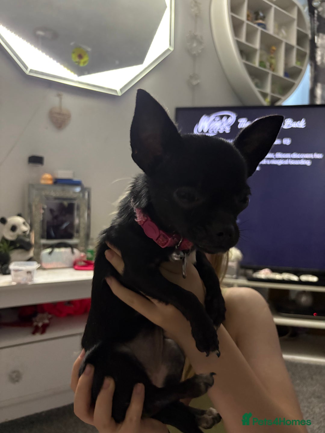 Chihuahua dogs for sale: Tiny black female chihuahua  - Image 1