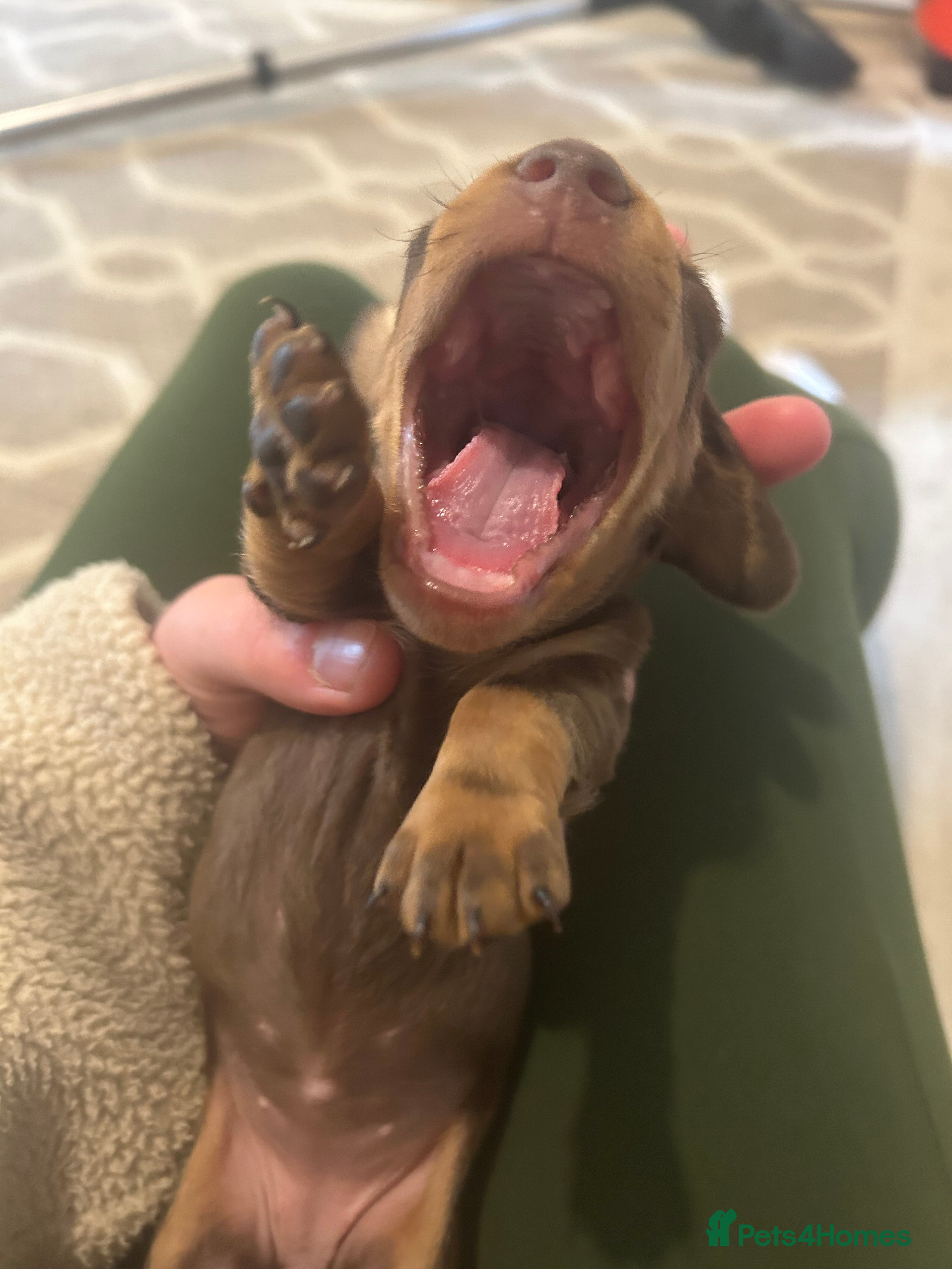 Miniature Dachshund dogs for sale: *reduced* ready now Miniature dachshund.  - Advert 12