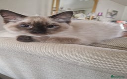 Ragdoll cats for sale: Last of litter -  female Ragdoll kitten (Reduced)  in Sheffield - Image 6