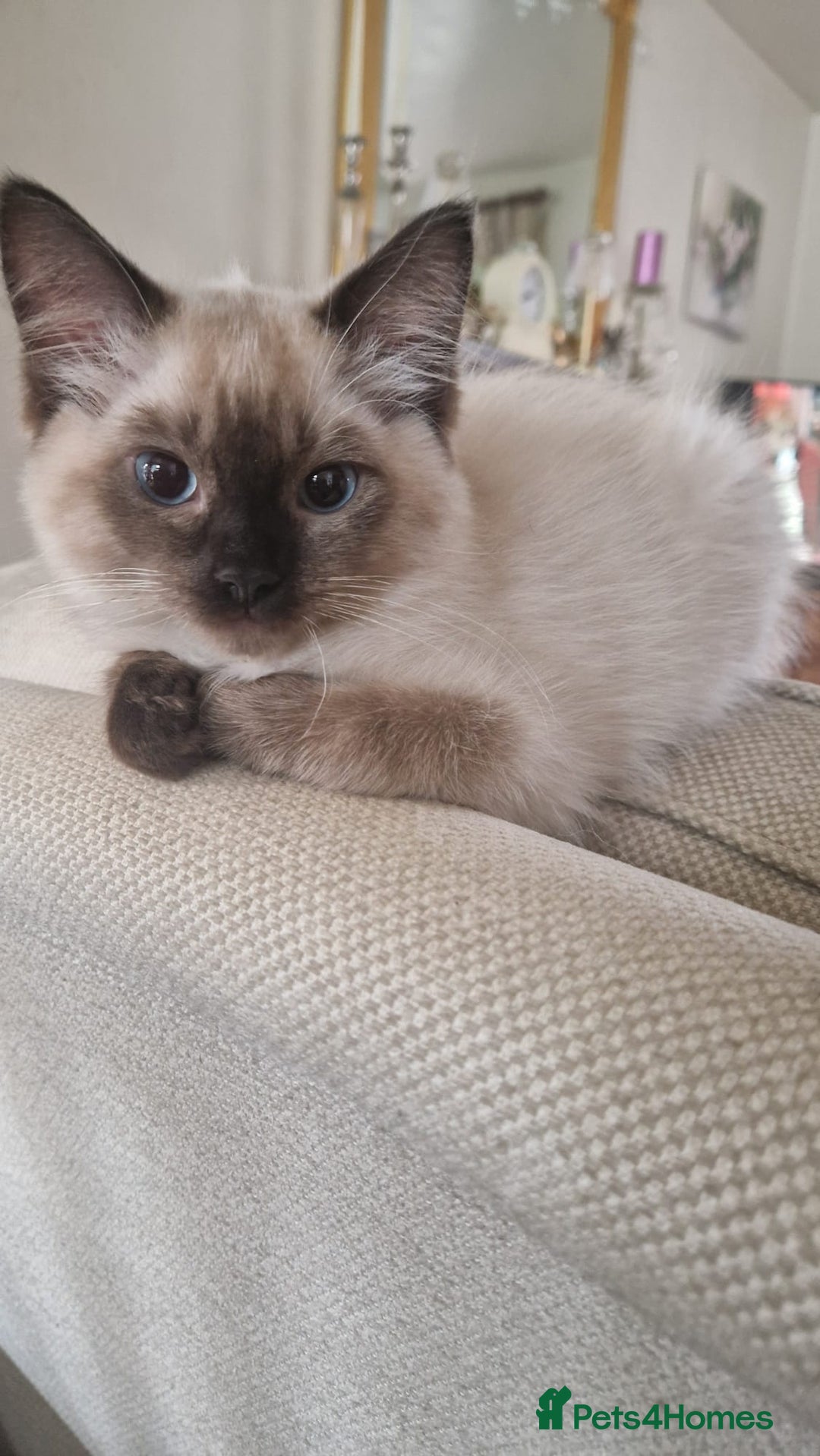 Ragdoll cats for sale: Last of litter -  female Ragdoll kitten (Reduced)  in Sheffield - Image 6