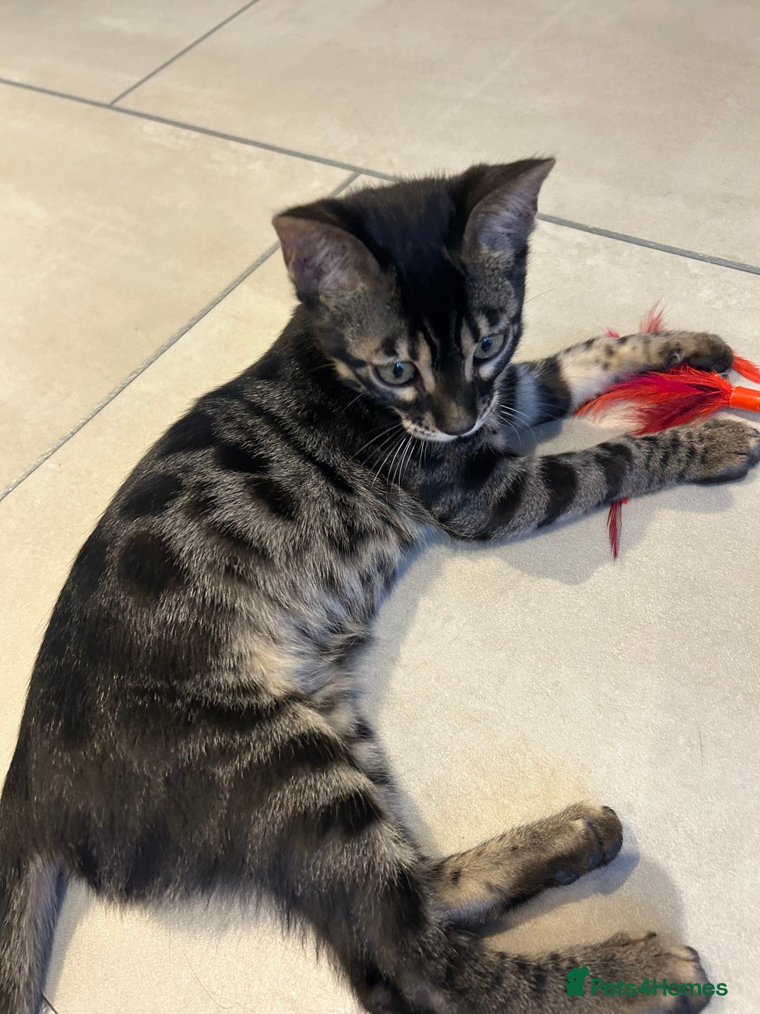 Bengal cats for sale: Stunning Charcoal Female Bengal Kitten - TICA - Advert 11