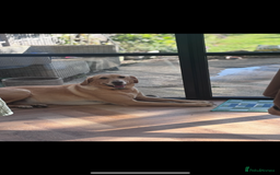 Labrador Retriever dogs for sale: Labrador puppies - Advert 1