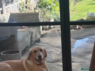 Labrador Retriever dogs Labrador puppies - Advert 2