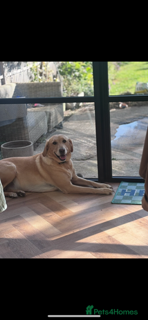 Labrador Retriever dogs Labrador puppies - Advert 1