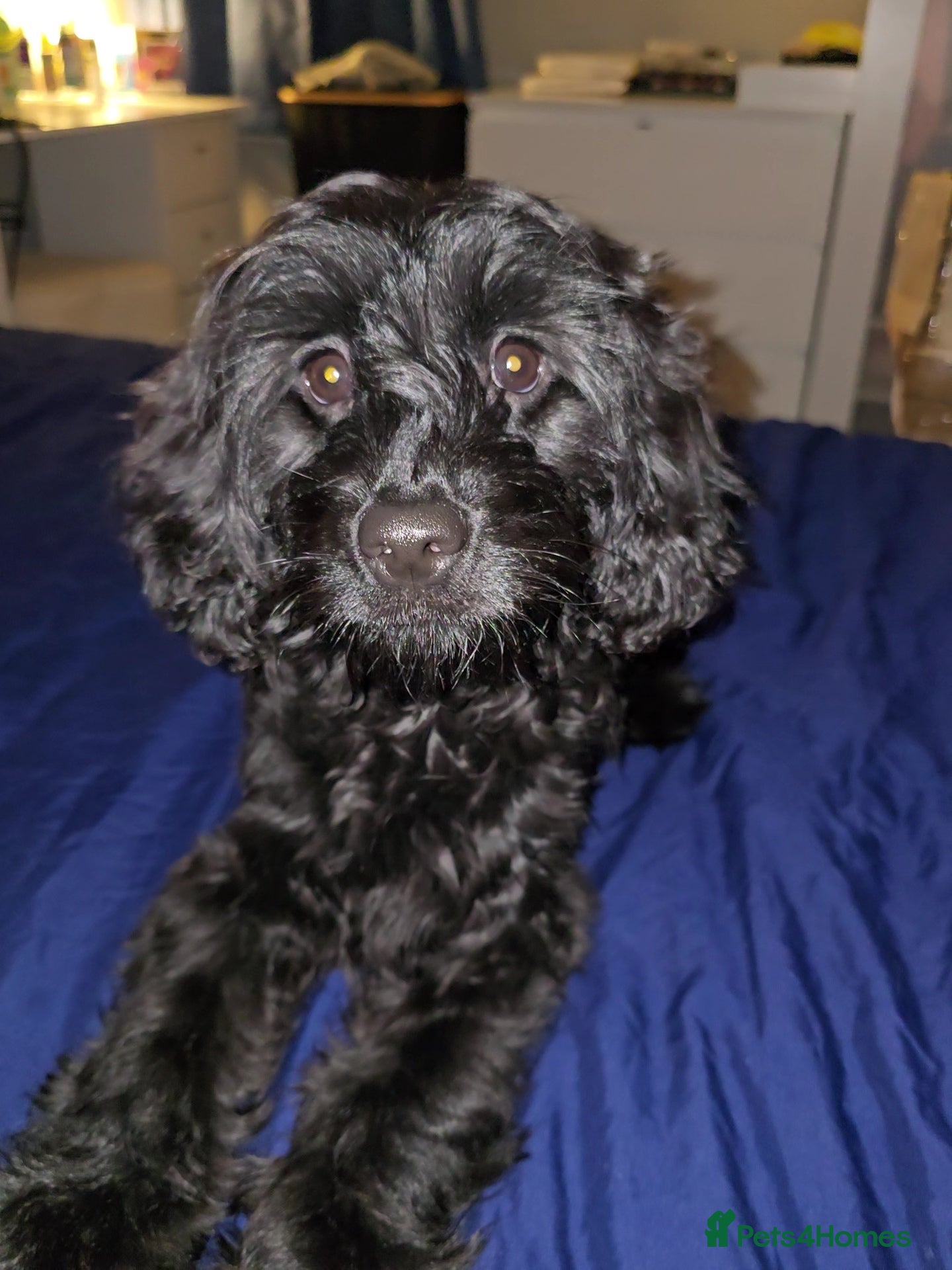 Mixed Breed dogs Frankie needs a permanent home!! - Advert 3