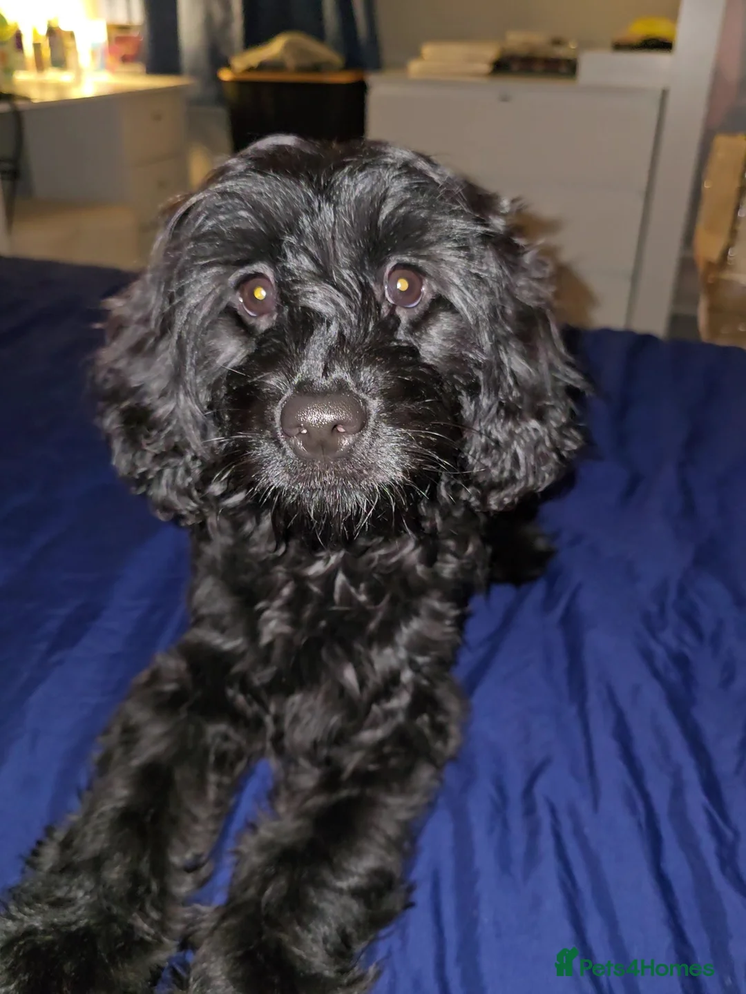 Mixed Breed dogs for sale: Frankie needs a permanent home!! - Advert 1