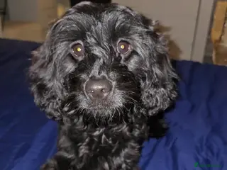 Mixed Breed dogs Frankie needs a permanent home!! - Advert 3