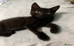 Mixed Breed cats for sale: Male black kitten - ready now - Image 4