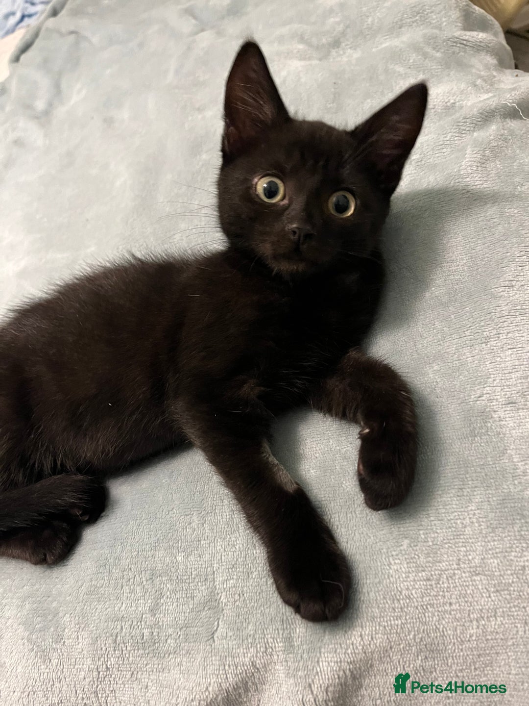 Mixed Breed cats for sale: Male black kitten - ready now - Image 4