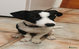 Jack Russell dogs for sale: Male jack russell - Image 9
