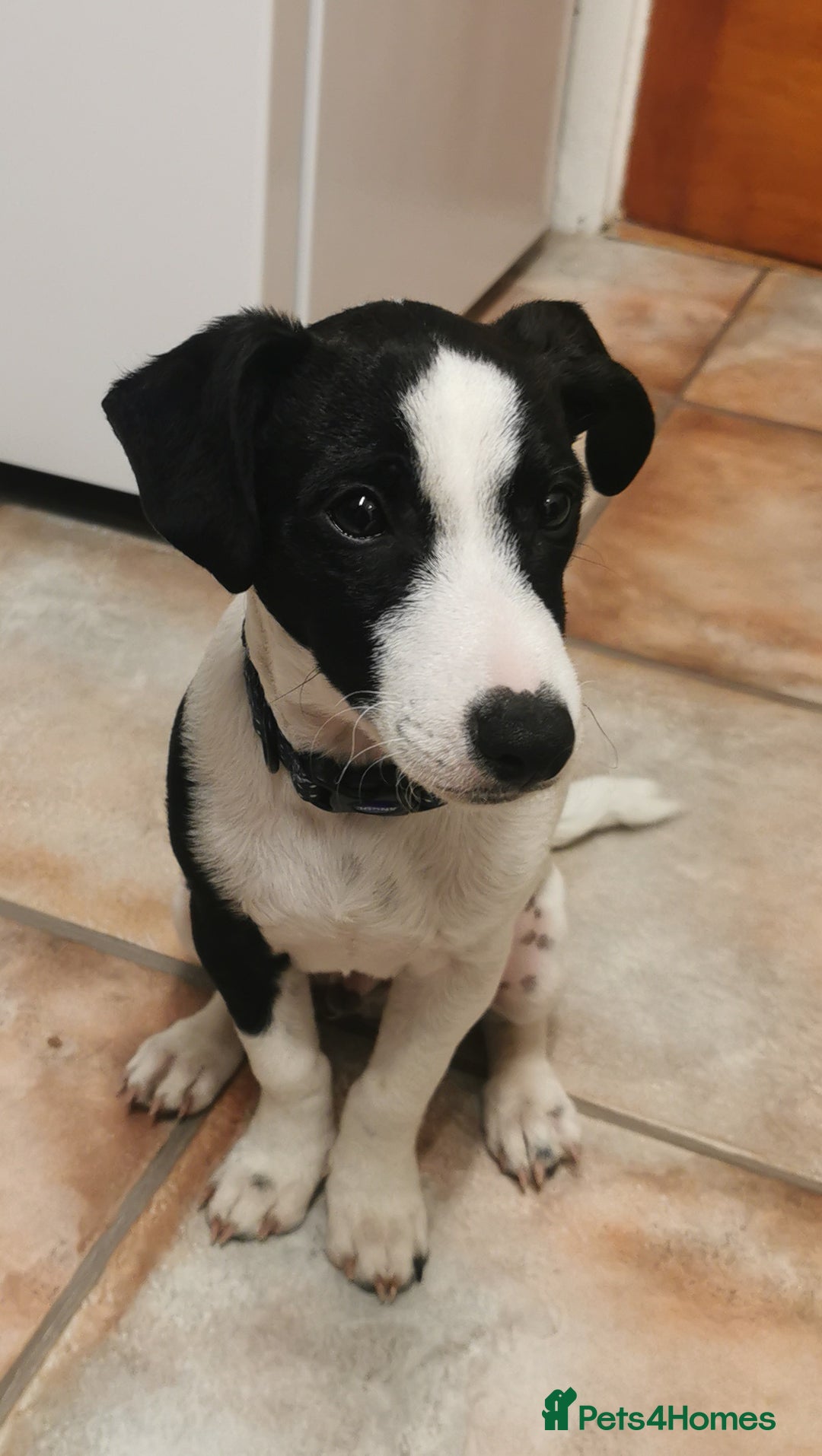 Jack Russell dogs for sale: Male jack russell - Image 9