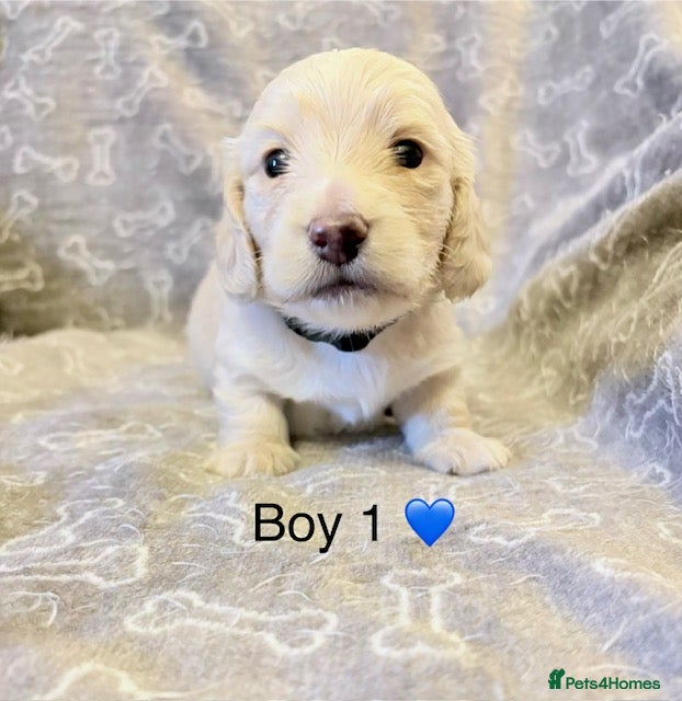 Miniature Dachshund dogs long haired cream miniature dachshund puppies  - Advert 16