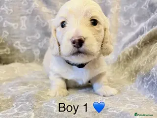 Miniature Dachshund dogs long haired cream miniature dachshund puppies - Advert 16