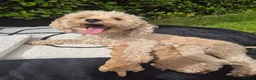 Poochon dogs for sale: Stunning Poochon Puppies Ready 25th June 🐩❤️ in Kilmarnock - Advert 8