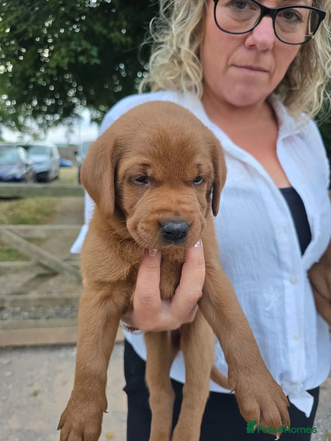 Labrador Retriever dogs for sale: Fox Red Puppies - Advert 2