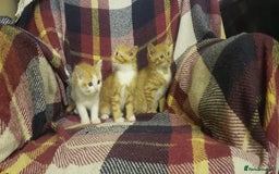 Mixed Breed cats for sale: Beautiful fluffy kittens for sale. - Image 4
