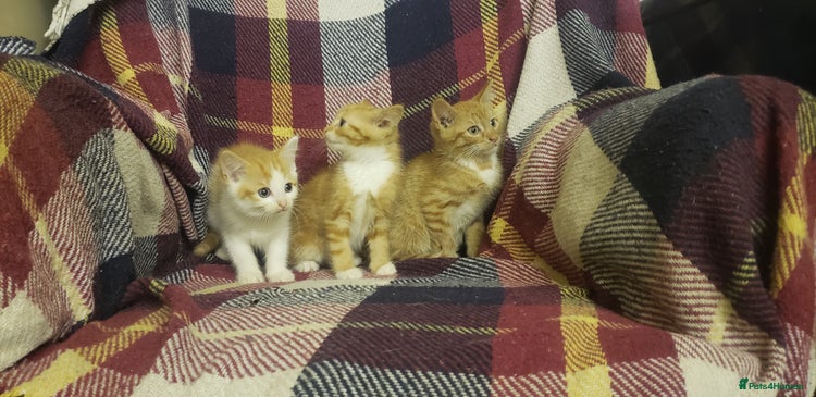 Mixed Breed cats - Advert 9
