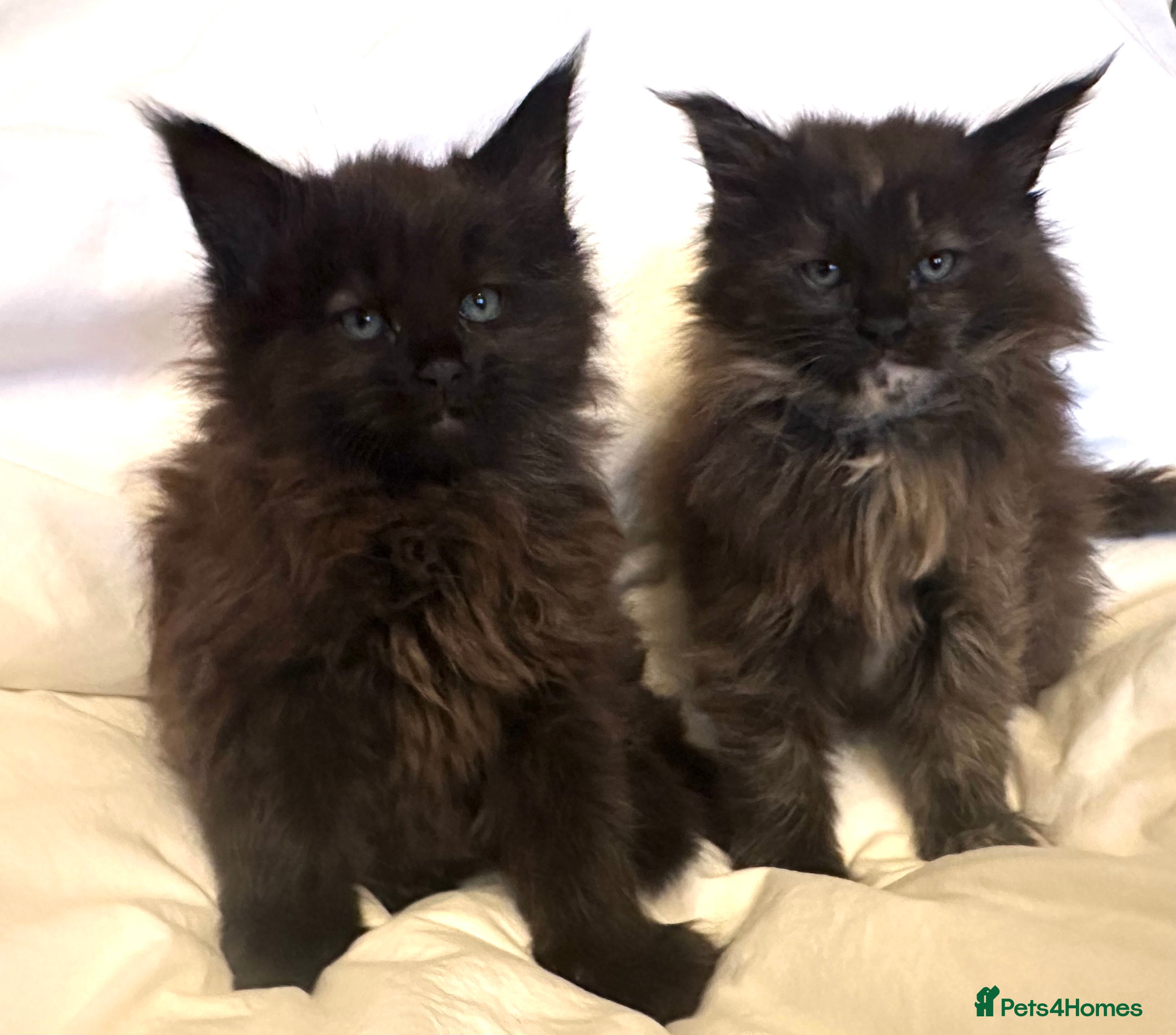 Maine Coon cats Tica Registered Maine Coon Girls  - Advert 8