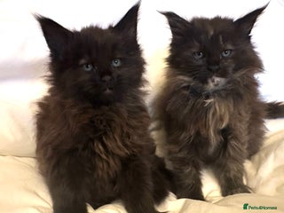 Maine Coon cats Tica Registered Maine Coon Girls - Advert 8