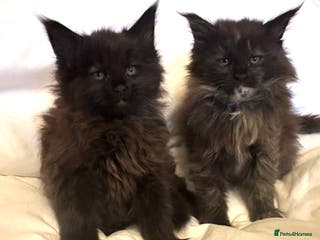 Maine Coon cats Tica Registered Maine Coon Girls - Advert 4