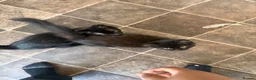 Mixed Breed cats for sale: Beautiful kittens  - Advert 4