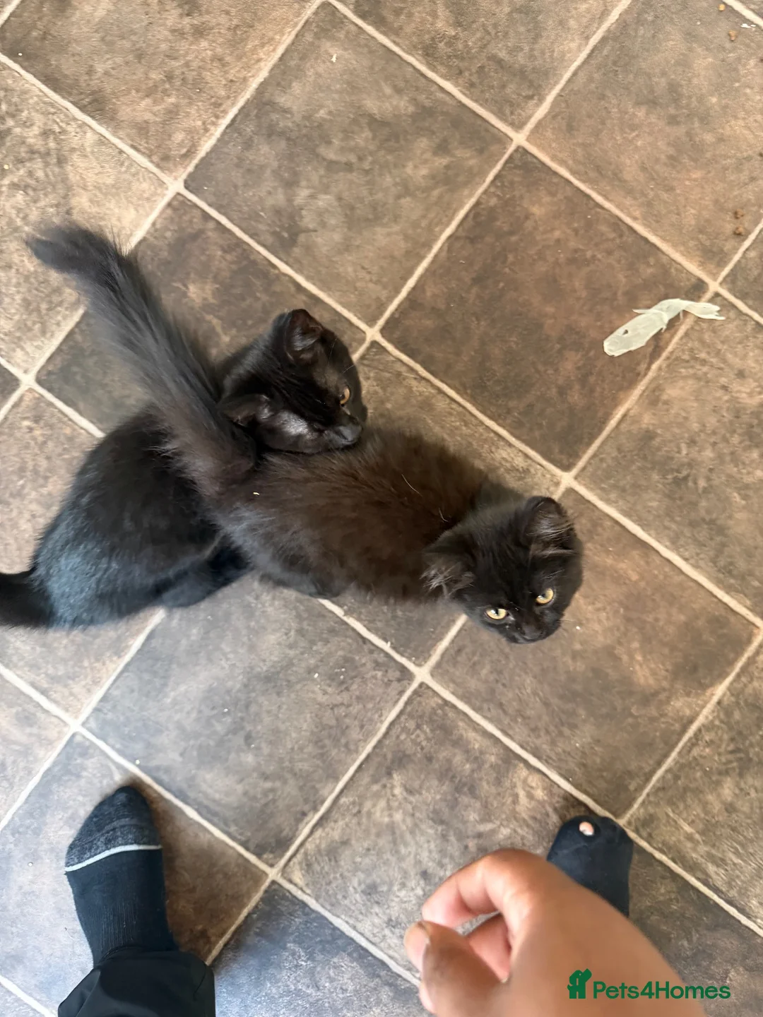 Mixed Breed cats for sale: Beautiful kittens  - Advert 4