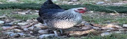 Chickens poultry for sale: Point of lay and and peekin chicks  - Advert 6