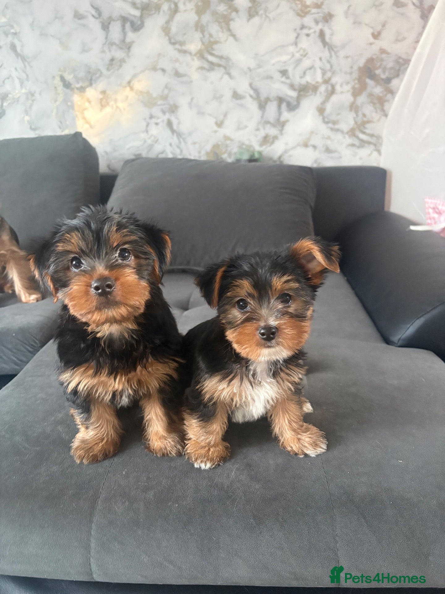 Yorkshire Terrier dogs for sale: 2 Male Yorkshire Terrier puppies  - Advert 1
