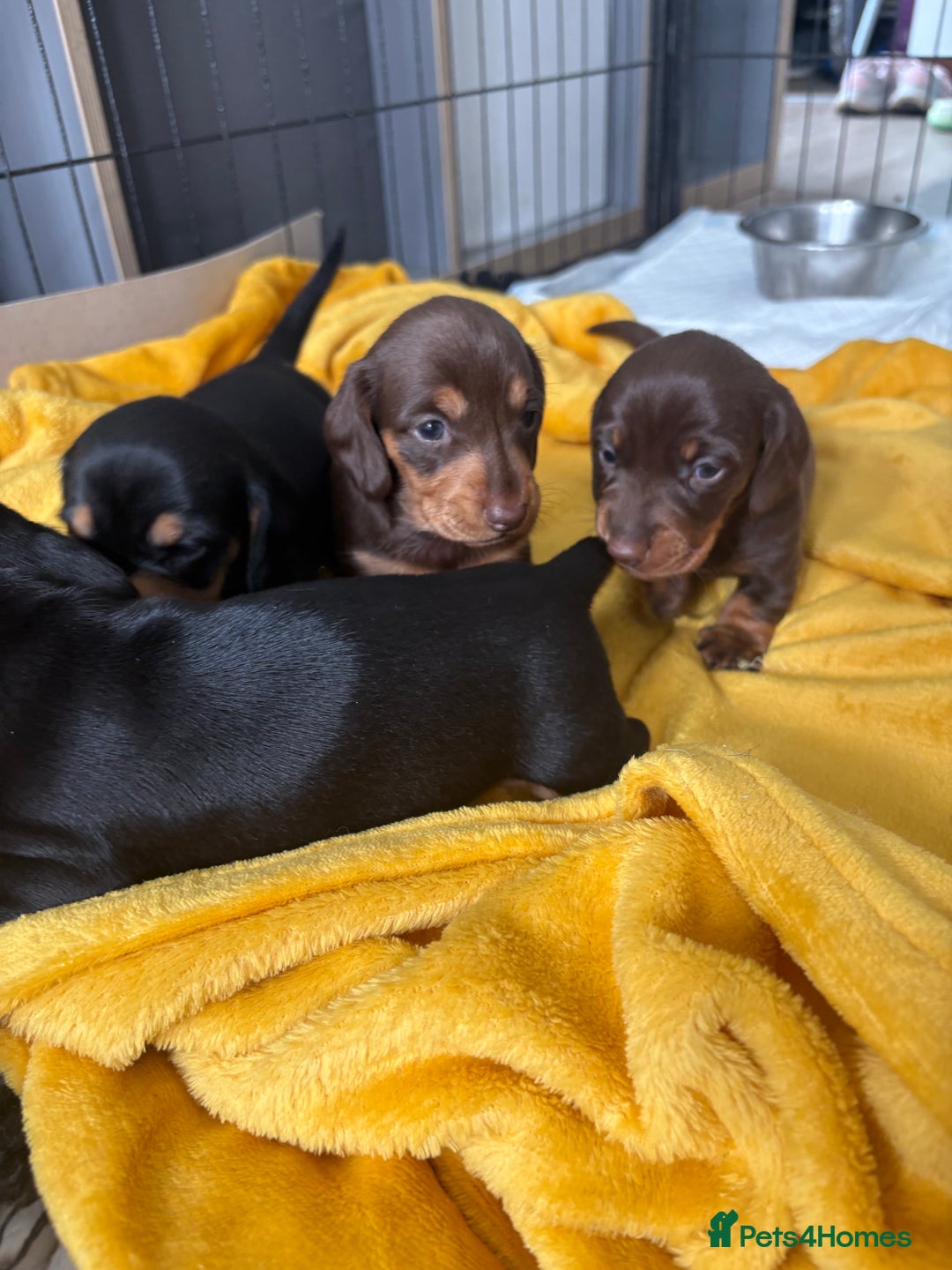 Miniature Dachshund dogs for sale: Miniature dachshund pups - Image 4