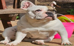 French Bulldog dogs for sale: 2 dogs needing there forever home  - Image 2