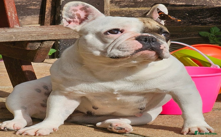 French Bulldog dogs - Advert 17