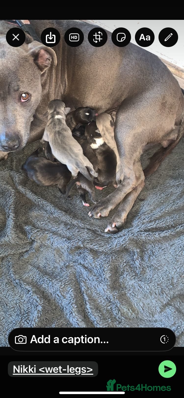 Staffordshire Bull Terrier dogs Stunning litter of 8 Staffordshire bull terriers - Advert 10