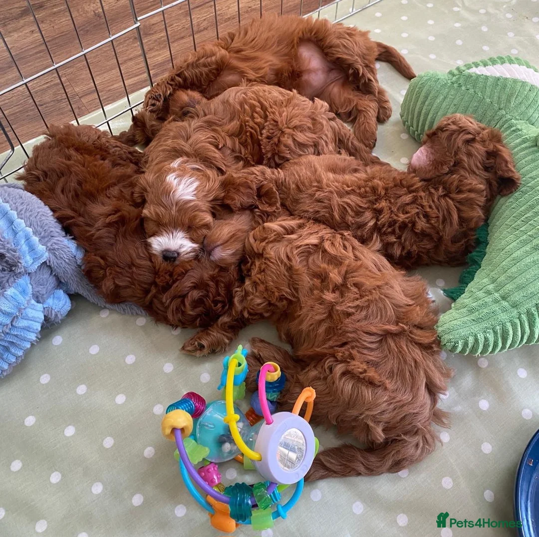 Cavapoo dogs for sale: Stunning Micro Asian Poodle x Cavapoo F1B puppies - Advert 35