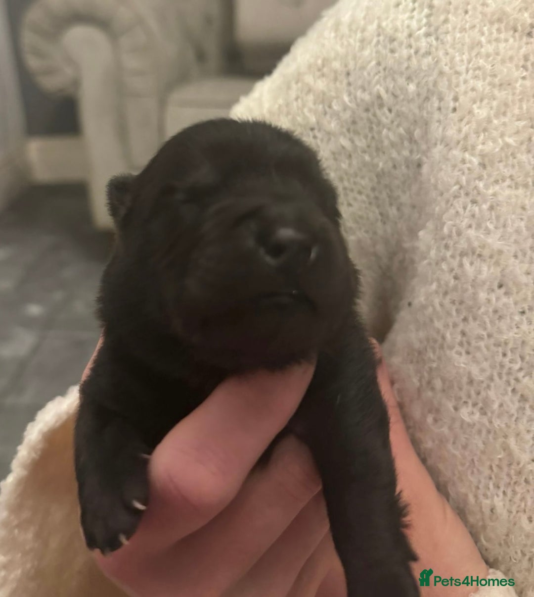 Chow Chow dogs for sale: KC reg chow chows  - Advert 9