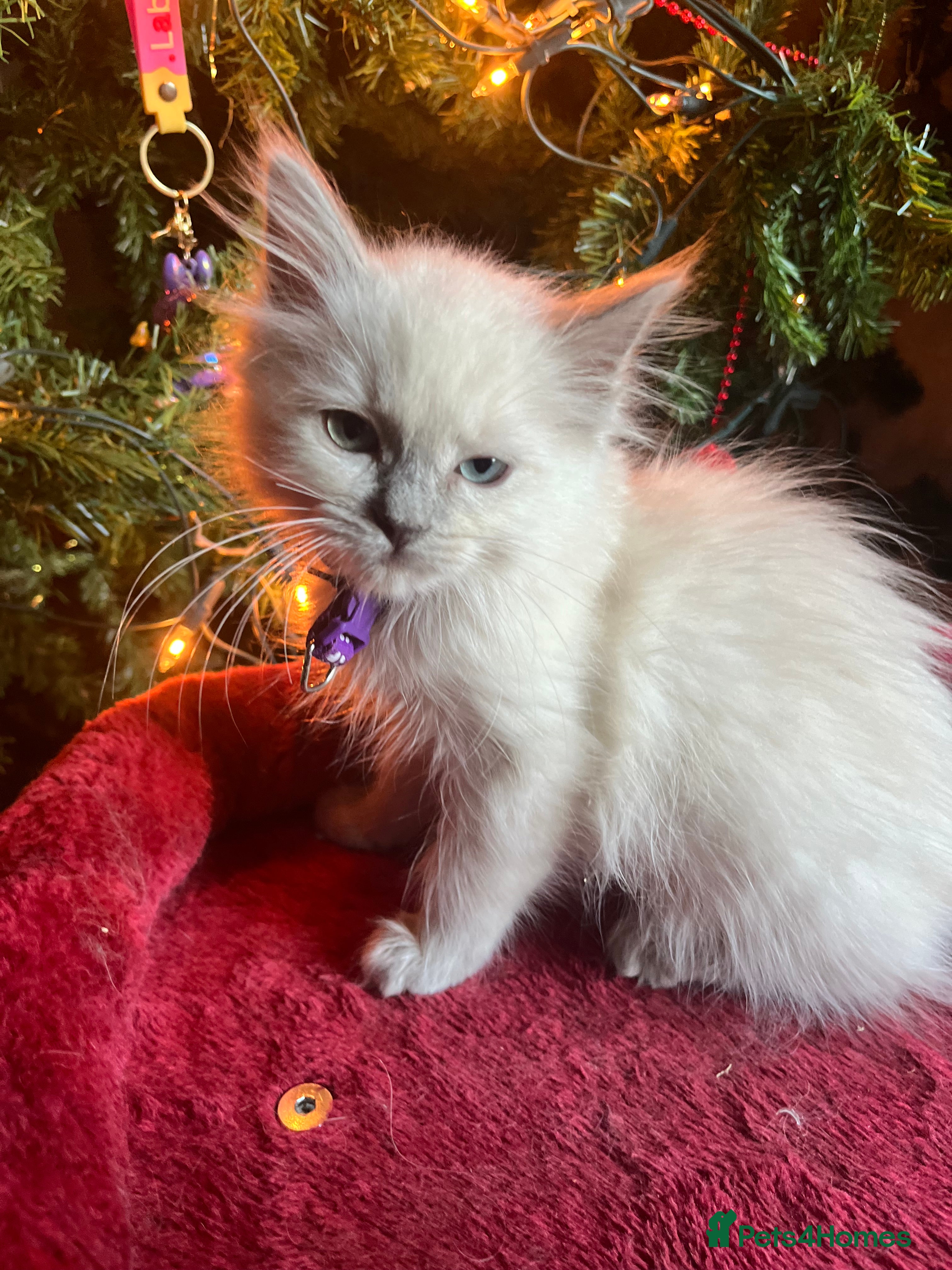 Ragdoll cats Gorgeous Tica Cherubim ragdoll kittens  - Advert 5