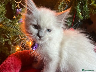 Ragdoll cats Gorgeous Tica Cherubim ragdoll kittens - Advert 1