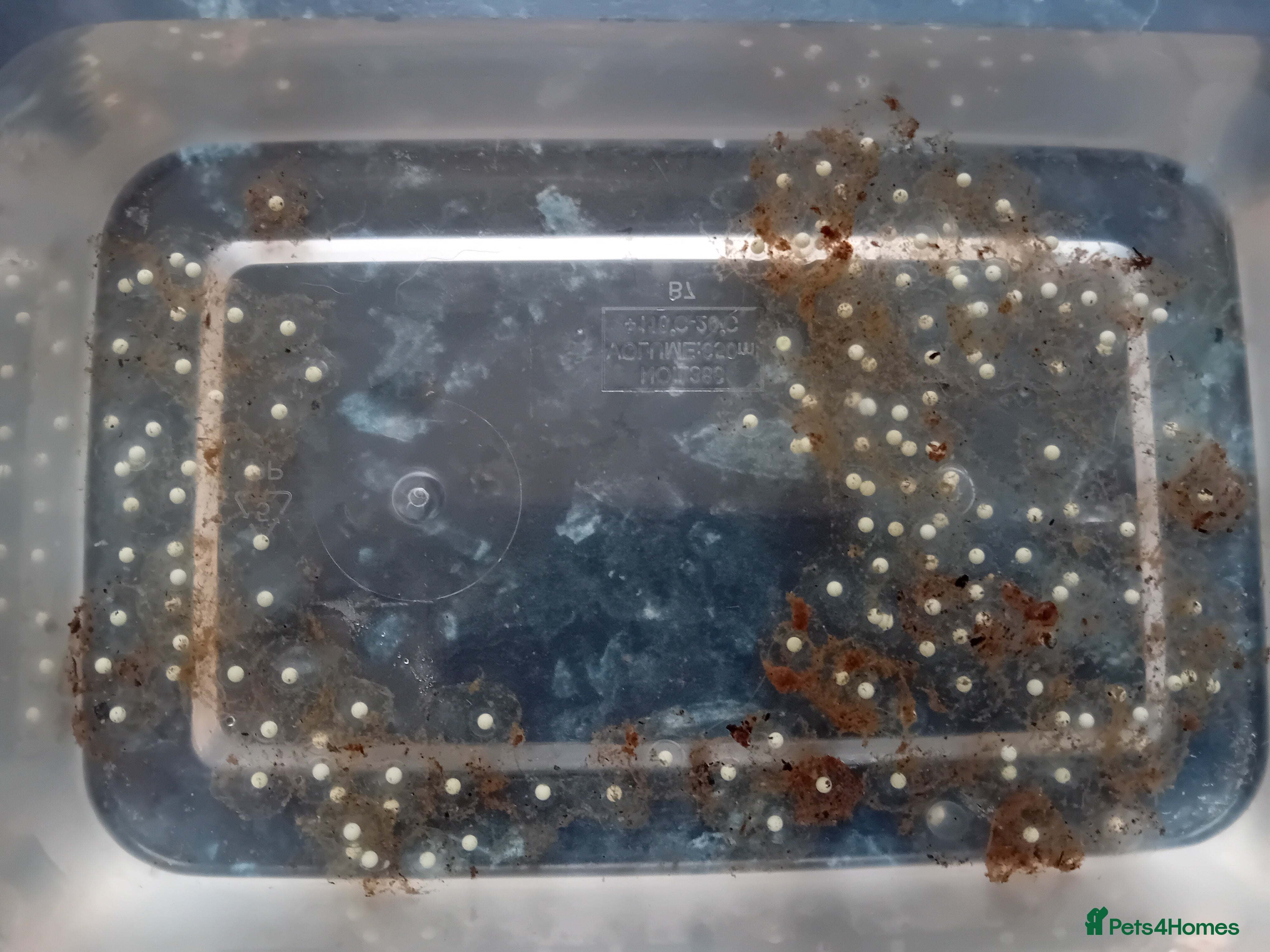 Axolotl reptiles Axolotl Eggs Available - please read first - Advert 1