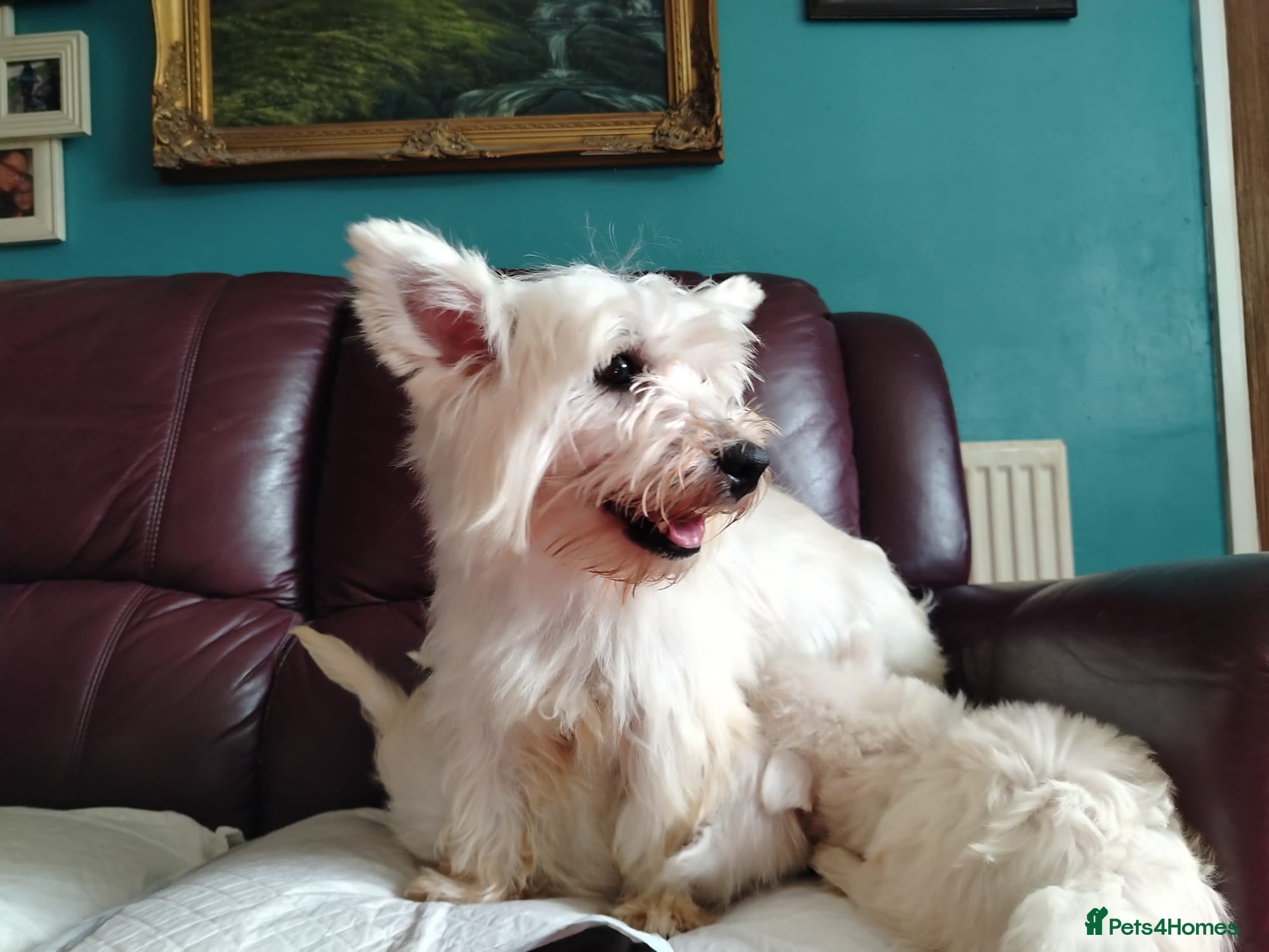 West Highland Terrier dogs Beautiful West Highland terrier puppies available - Advert 2