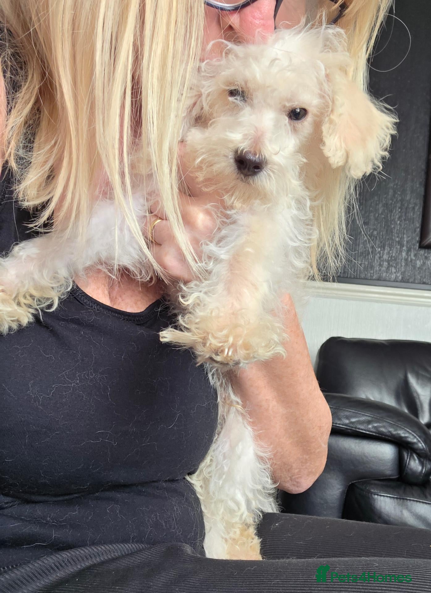 Jackapoo dogs Toy poodle 3/4 puppies  - Advert 5